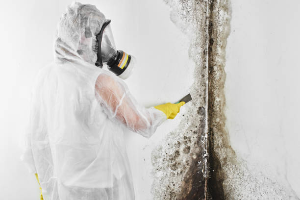 Best Mold Removal Near Me  in Mystic, CT