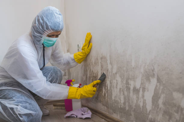 Best Mold Removal Near Me  in Mystic, CT