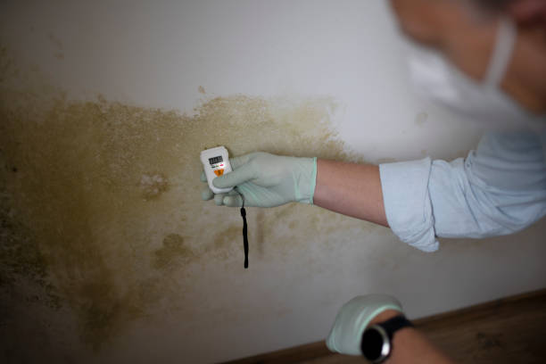 Best Professional Mold Removal  in Mystic, CT