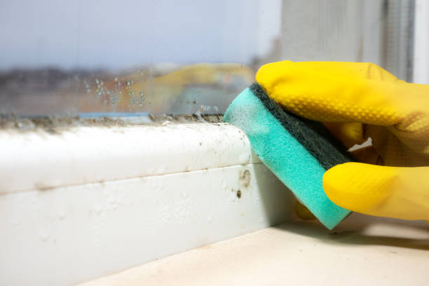 Best Mold Damage Repair  in Mystic, CT