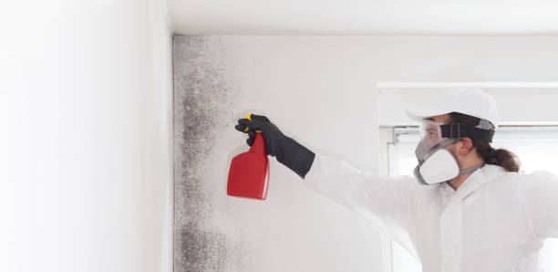 Professional Mold Removal in Mystic, CT