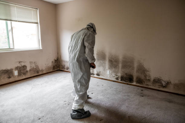 Best Crawl Space Mold Removal  in Mystic, CT