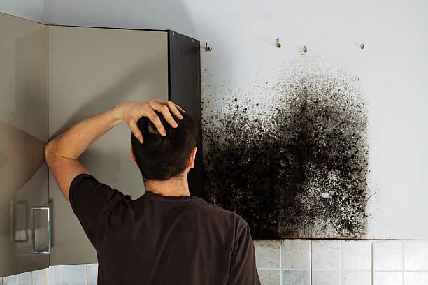 Best Best Mold Removal Companies  in Mystic, CT