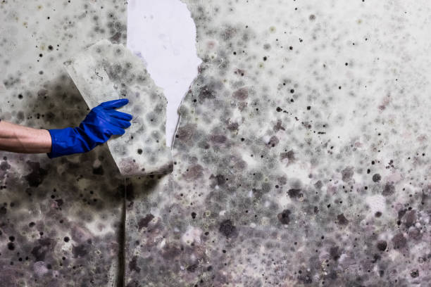 Best Mold Remediation  in Mystic, CT