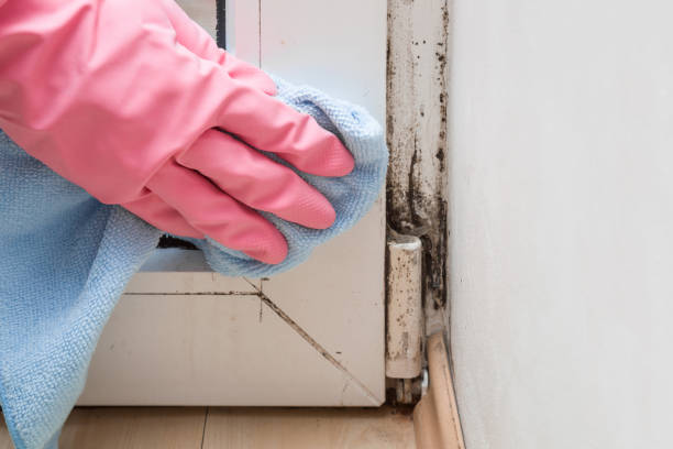 Best Mold Removal Company Near Me  in Mystic, CT