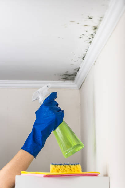 Attic Mold Removal in Mystic, CT