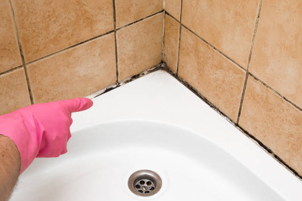  Mystic, CT Mold Removal Pros