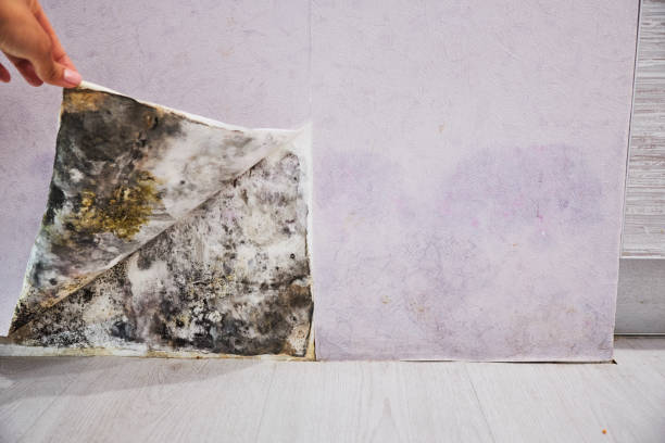 Best Water Damage Restoration  in Mystic, CT